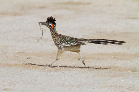 Roadrunner Bird