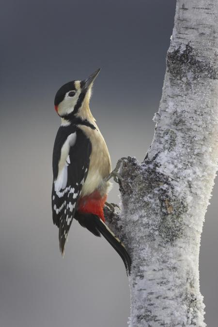 Great Spotted Woodpecker