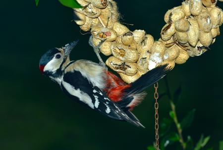 Great Spotted Woodpecker