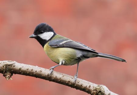 Great Tit