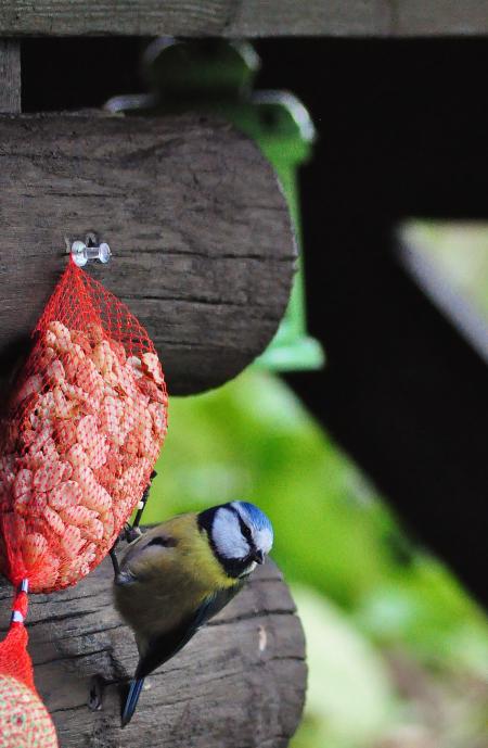 Great Tit