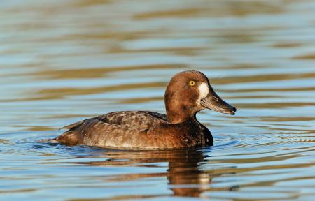 Scaup Duck