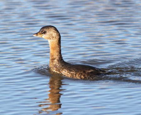 GREBE, PIED-BILLED (11-13-12) patagonia lake, scc, az -01