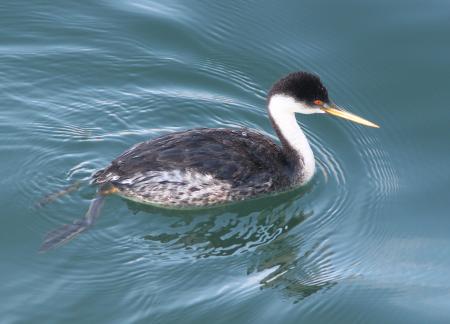 GREBE, WESTERN (12-26-11) point arena, ca - (3)