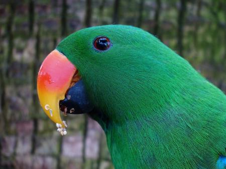 Green and Black Bird