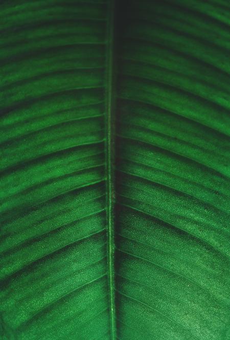 Green and Black Leaf Photo