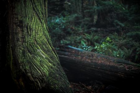 Green and Black Tree Trunk