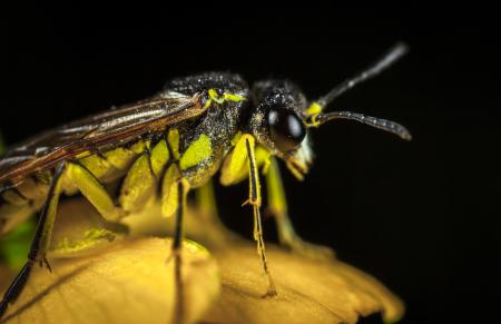 Green and Black Winged Insect in Micro Photography