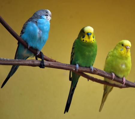 Green and blue parakeets