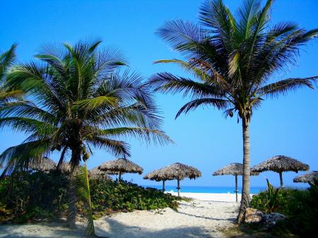 Green and Brown Palm Tree on White Sand