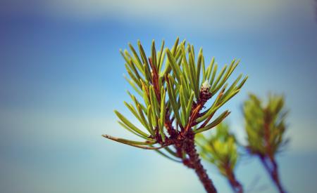 Green and Brown Plants