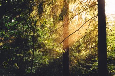 Green and Brown Trees Enlighten by Sunlight