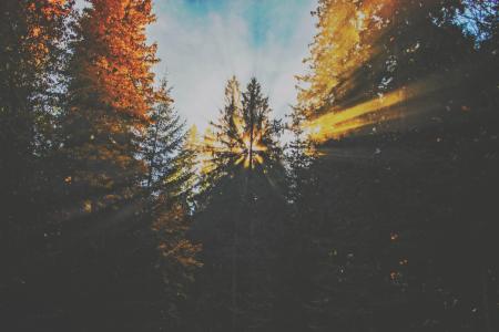 Green and Brown Trees Photography