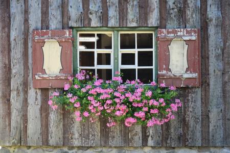 Green and Pink Flower on Green and White Wooden Framed Window