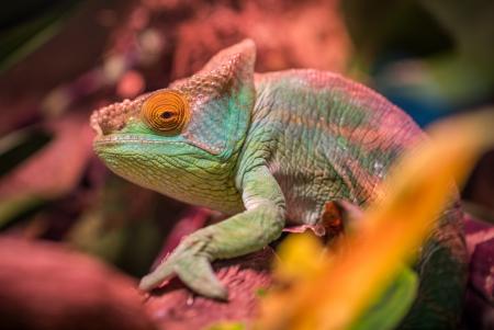 Green and Red Lizard