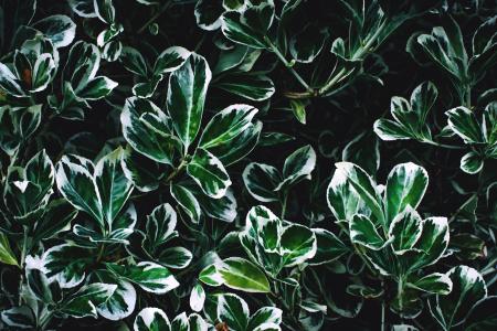 Green and White Leaves