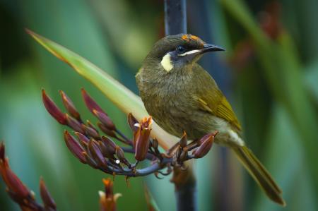 Green and White Small Bird Perching on Red Petaled Flower