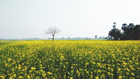 Green and Yellow Flower Field