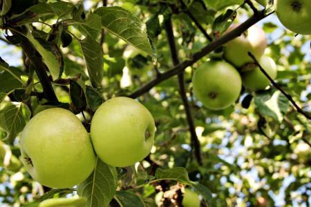 Green apples