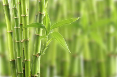 Green Bamboo