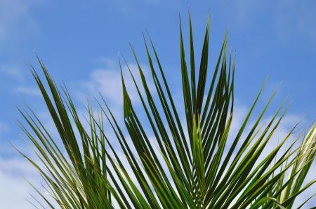 Green Bamboo Leaves