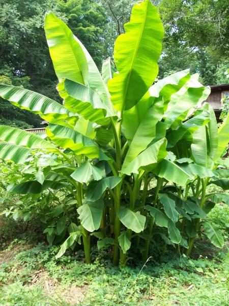 Green Banana Tree