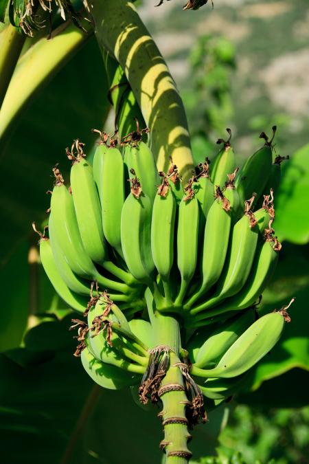 Green Bananas