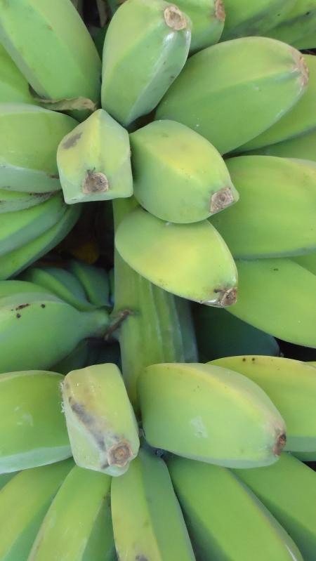 Green Bananas