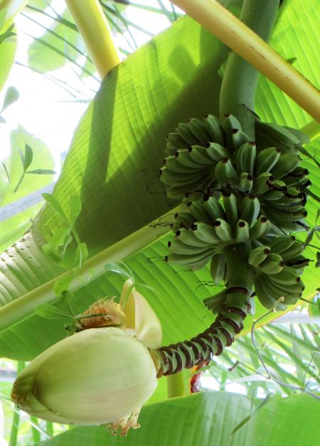 Green Bananas