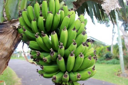 Green Bananas