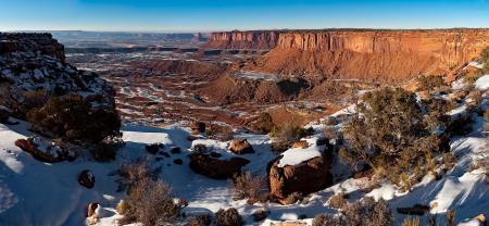 Green Bush on Snowy Mountain