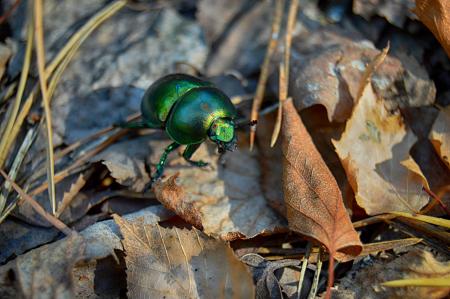 Green dor-beetle on fallen leaves