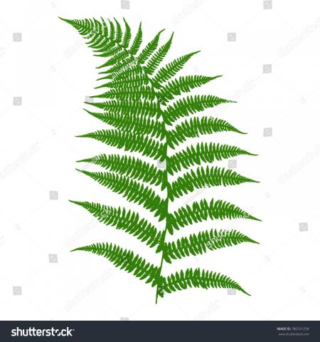 Green Fern