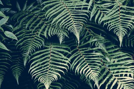 Green Fern Leaves