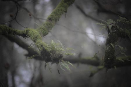 Green Fern on Branch