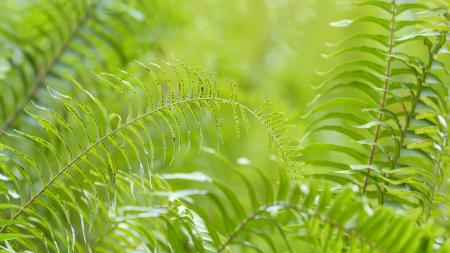 Green Fern Plant