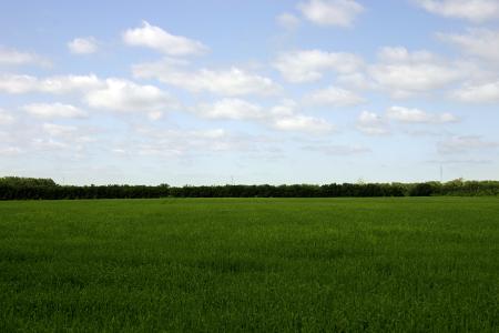 Green field