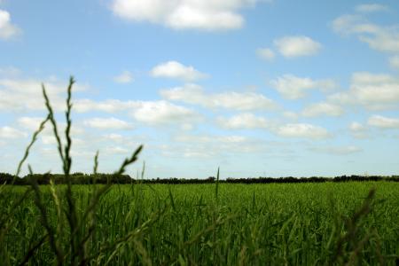 Green field