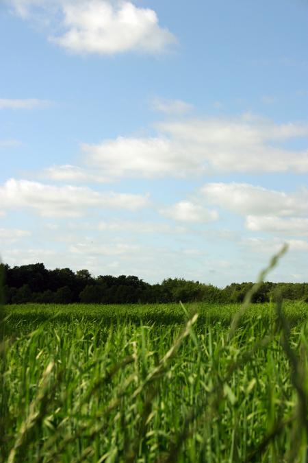 Green field