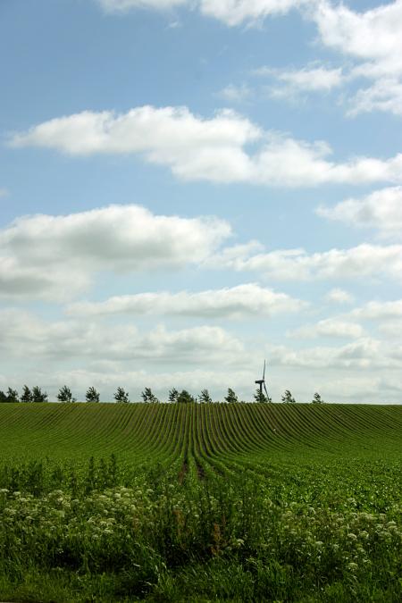 Green field