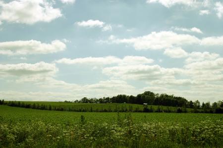 Green field