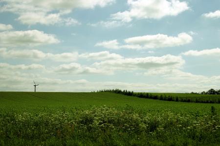 Green field