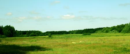 Green field