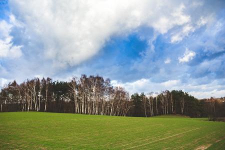 Green field and blue sky