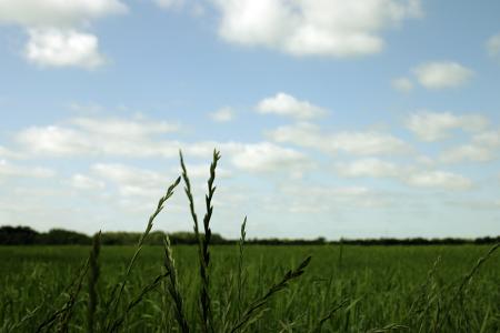 Green field focus