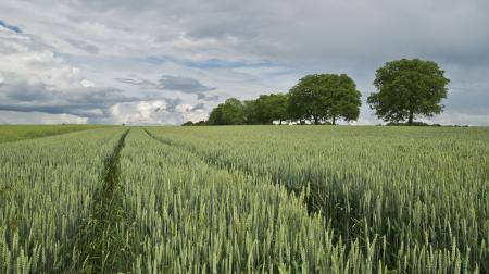 Green Field Near Three