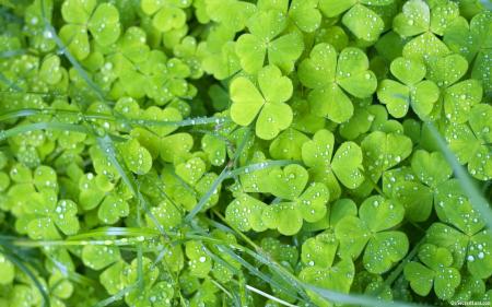 Green flowers