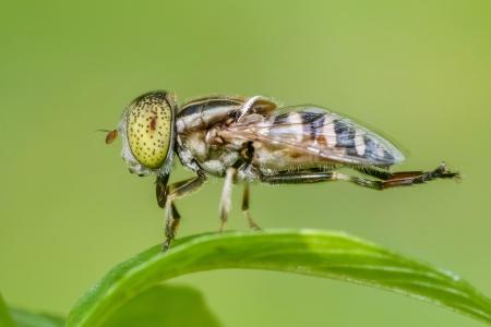 Green fly on grass