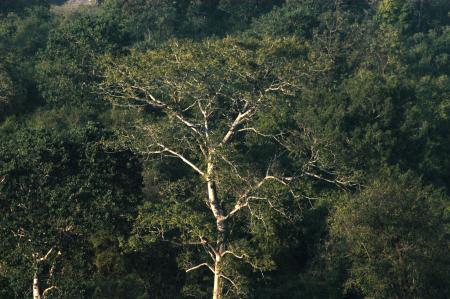 Green Forest