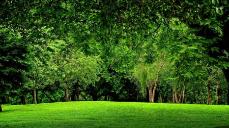 Green Forest